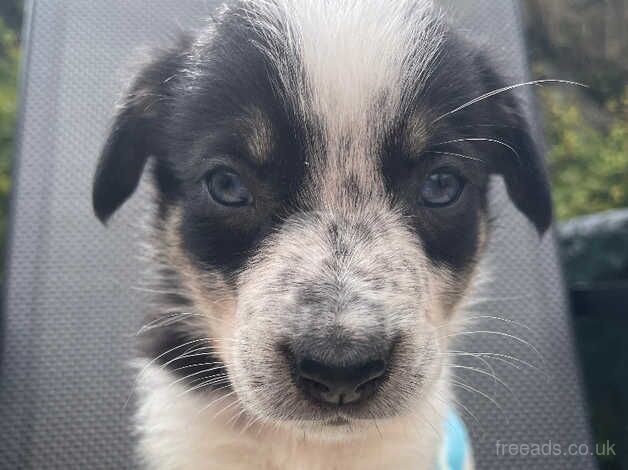 Blue Merle & Black/White collie pups for sale in Carmarthen/Caerfyrddin, Carmarthenshire - Image 4