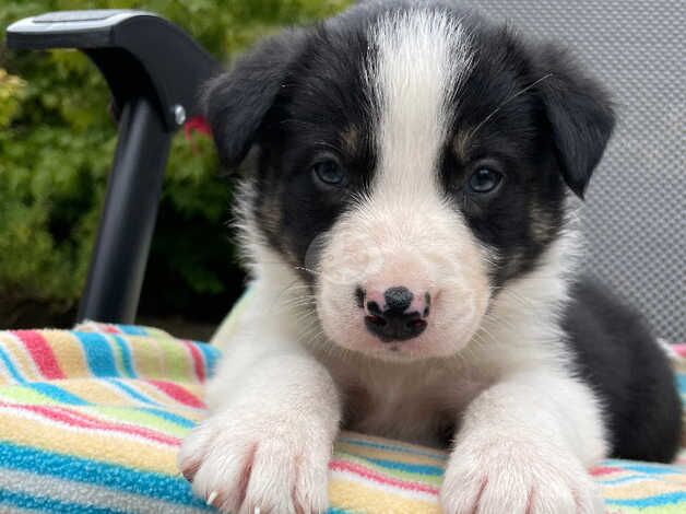 Blue Merle & Black/White collie pups for sale in Carmarthen/Caerfyrddin, Carmarthenshire - Image 5