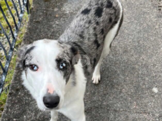 Blue Merle Border Collie for sale in Aberffraw, Isle of Anglesey