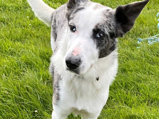 Blue Merle Border Collie for sale in Aberffraw, Isle of Anglesey - Image 2