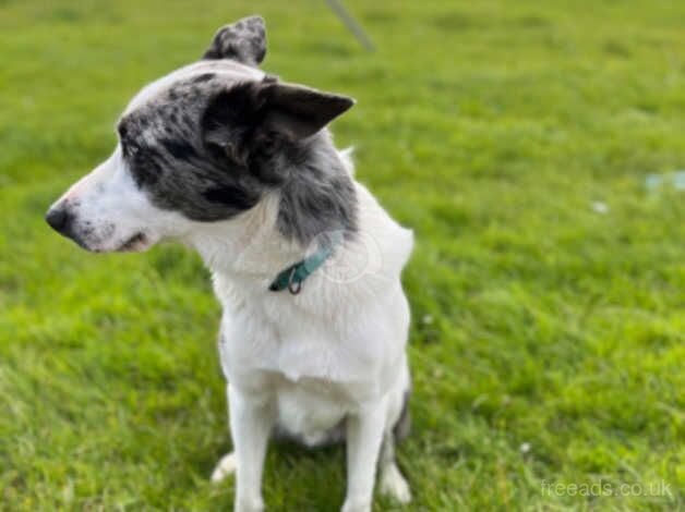 Blue Merle Border Collie for sale in Aberffraw, Isle of Anglesey - Image 3