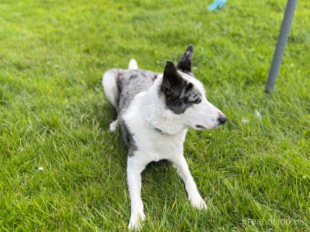 Blue Merle Border Collie for sale in Aberffraw, Isle of Anglesey - Image 4