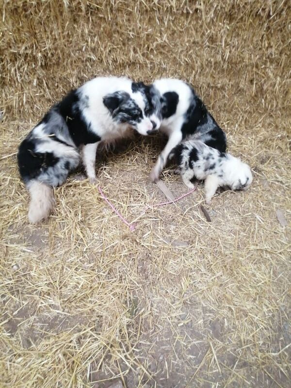 Blue merle collie pups for sale in Fintona, County Tyrone