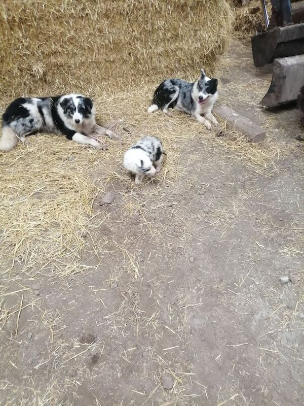 Blue merle collie pups for sale in Fintona, County Tyrone - Image 2