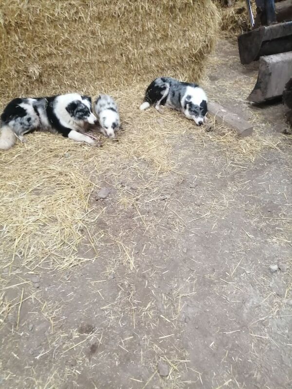 Blue merle collie pups for sale in Fintona, County Tyrone - Image 3