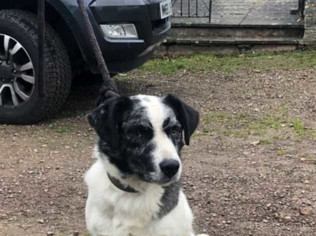 Blue Merle cross looking for a 5 star new home for sale in Hereford, Herefordshire