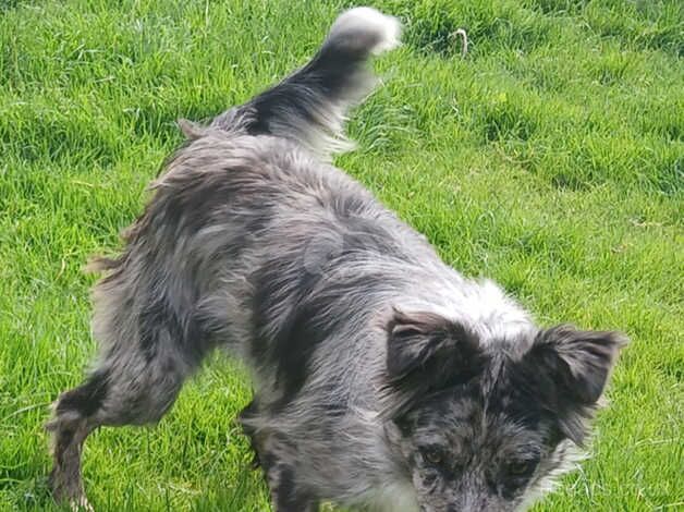 Blue merle for sale in Londonderry, North Yorkshire