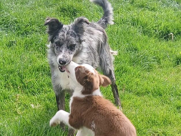 Blue merle for sale in Londonderry, North Yorkshire - Image 2