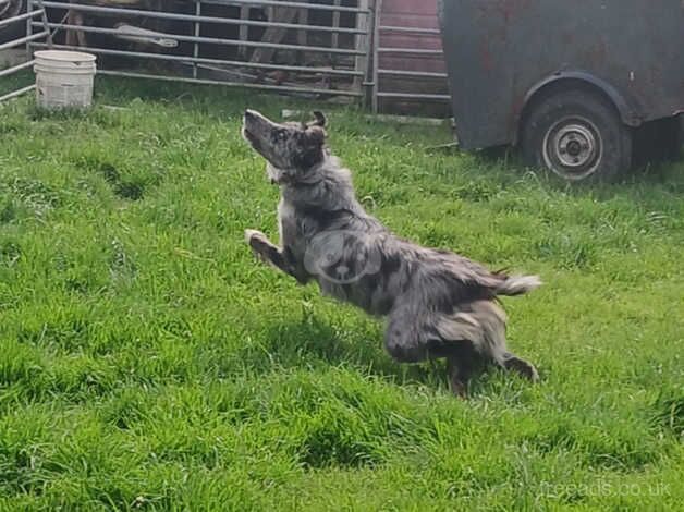 Blue merle for sale in Londonderry, North Yorkshire - Image 3