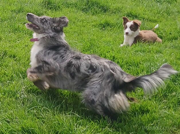 Blue merle for sale in Londonderry, North Yorkshire - Image 4