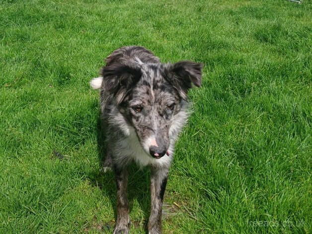 Blue merle for sale in Londonderry, North Yorkshire - Image 5