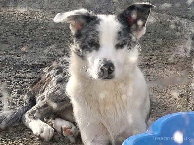 Blue merle male collie for sale in Newry, Newry and Mourne