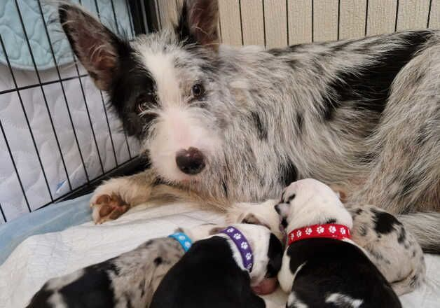 Blue Merle Tri coloured and Blck and white bearded border x pups for sale in Girvan, South Ayrshire - Image 2