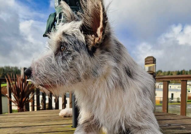 Blue Merle Tri coloured and Blck and white bearded border x pups for sale in Girvan, South Ayrshire - Image 3