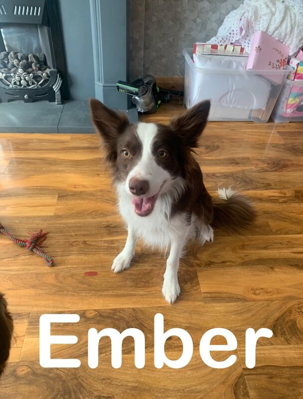 Boarder Collie and Shollie for sale in Bradford, West Yorkshire