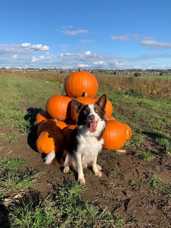 Boarder Collie and Shollie for sale in Bradford, West Yorkshire - Image 2