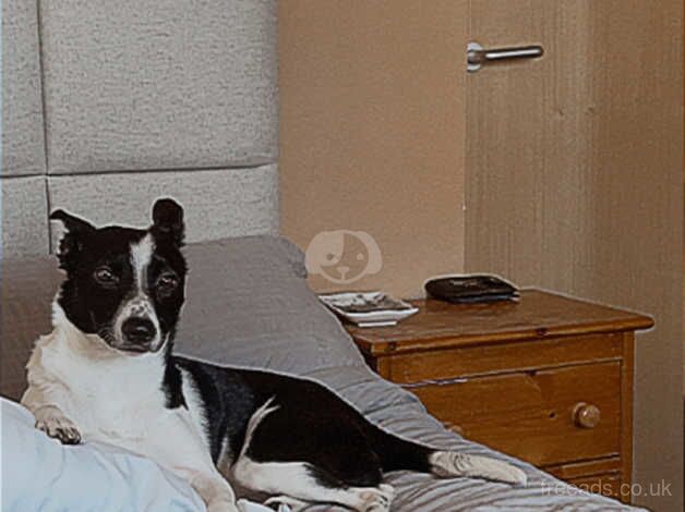 Boarder collie cross for sale in Paisley, Renfrewshire - Image 3