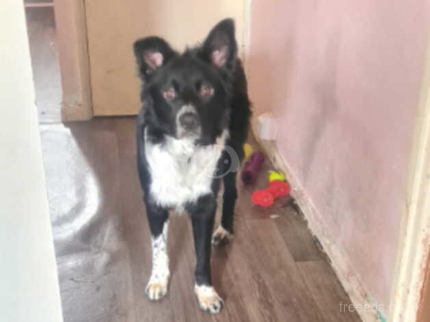 Boarder collie for sale in Highbridge, Somerset