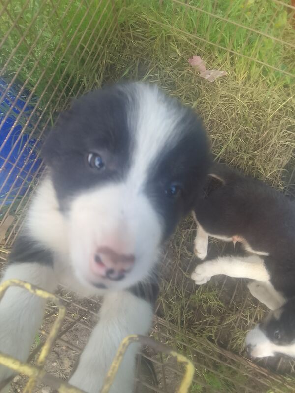 Border coliie pups from isfs registered parents for sale in Dalry, North Ayrshire