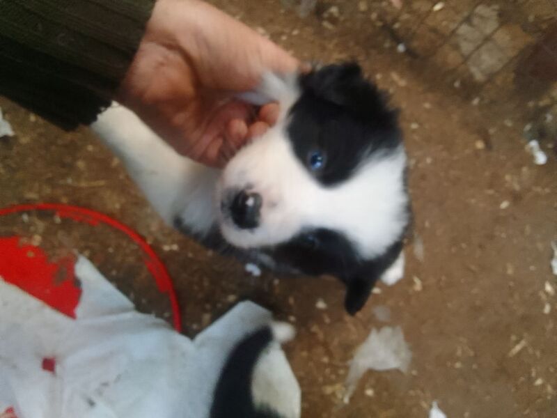 Border coliie pups from isfs registered parents for sale in Dalry, North Ayrshire