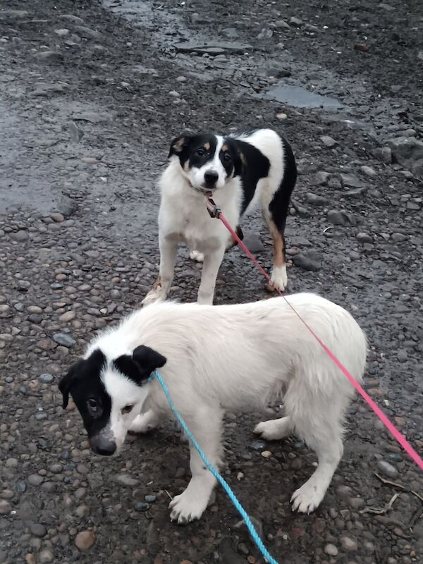 Border Collie for sale in Londonderry, County Londonderry