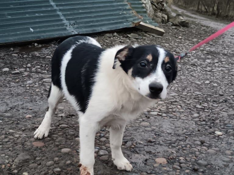 Border Collie for sale in Londonderry, County Londonderry - Image 2