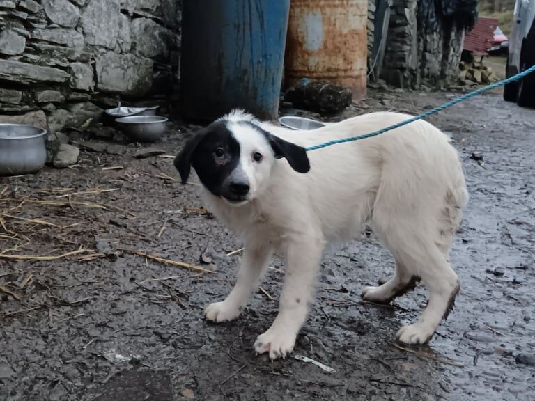 Border Collie for sale in Londonderry, County Londonderry - Image 3