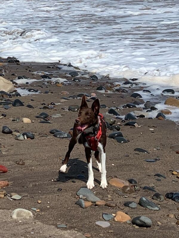 Border collie for sale in Withernsea, East Riding of Yorkshire - Image 2