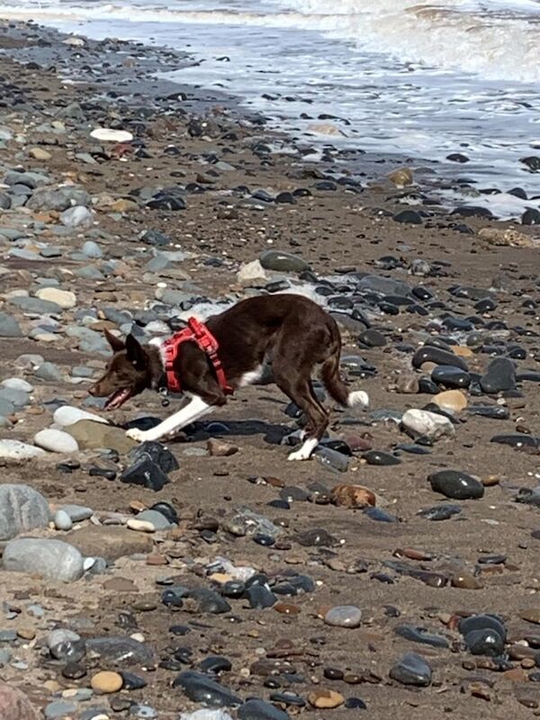 Border collie for sale in Withernsea, East Riding of Yorkshire - Image 3