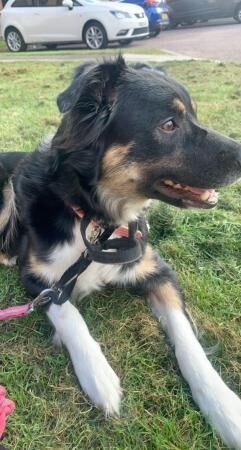 Border collie 5 years old for sale in Derby, Derbyshire
