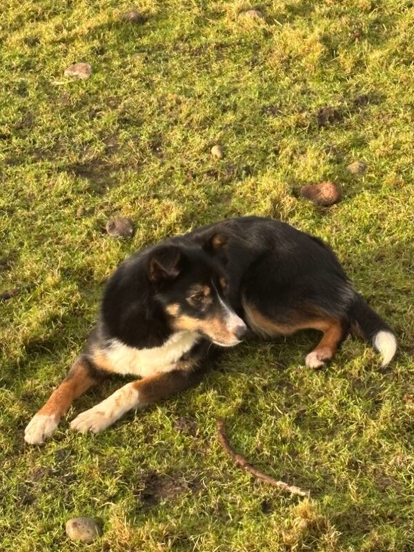 Border collie for sale in Oban, Argyll and Bute