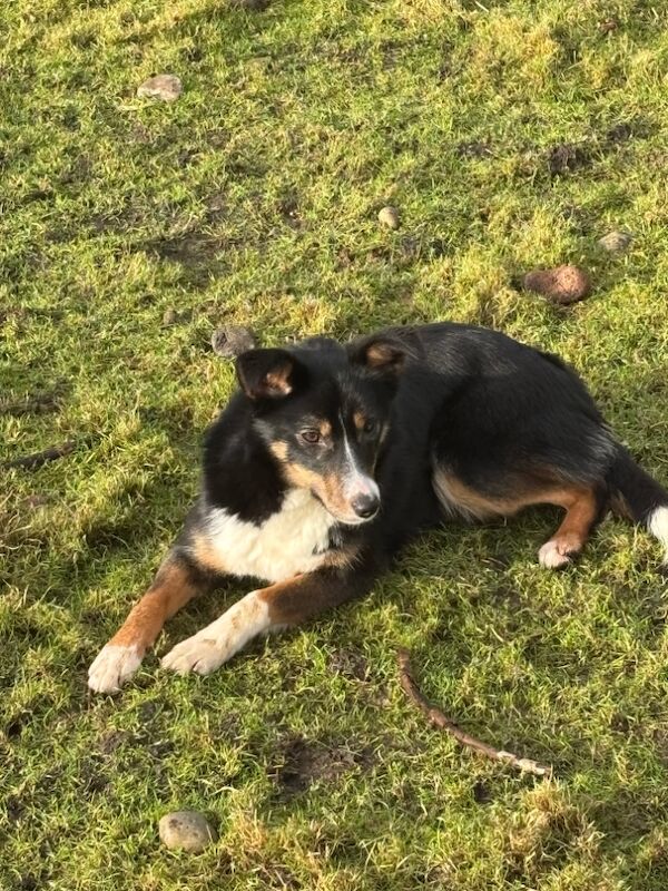 Border collie for sale in Oban, Argyll and Bute - Image 2