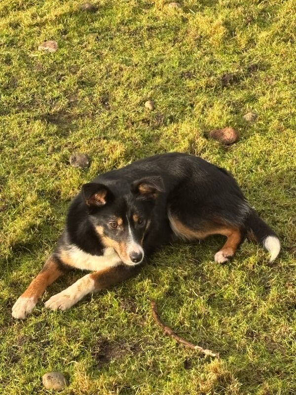 Border collie for sale in Oban, Argyll and Bute - Image 3