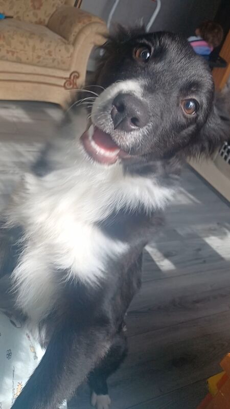 Border Collie for sale in Darlaston, West Midlands