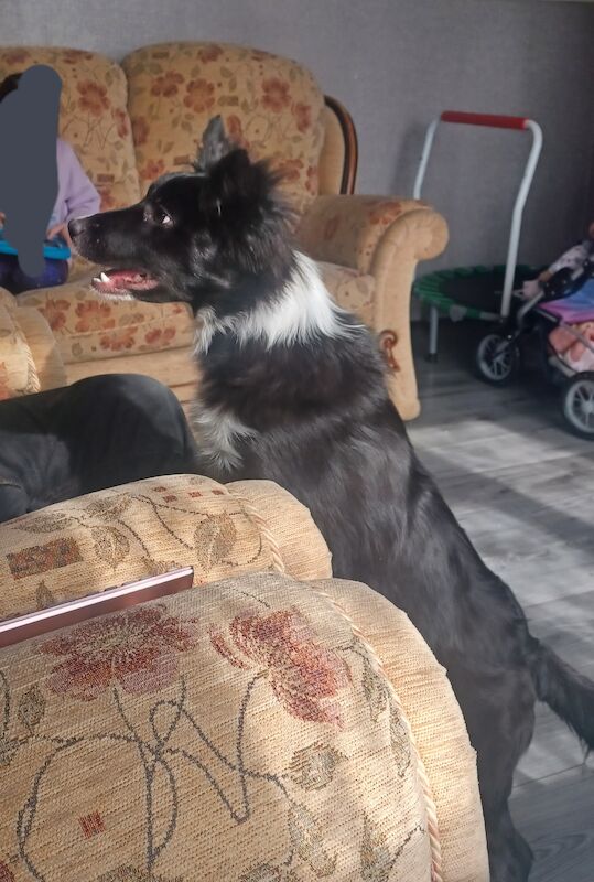 Border Collie for sale in Darlaston, West Midlands - Image 2