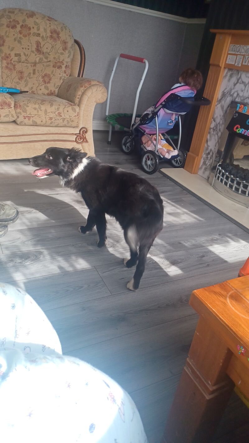 Border Collie for sale in Darlaston, West Midlands - Image 3