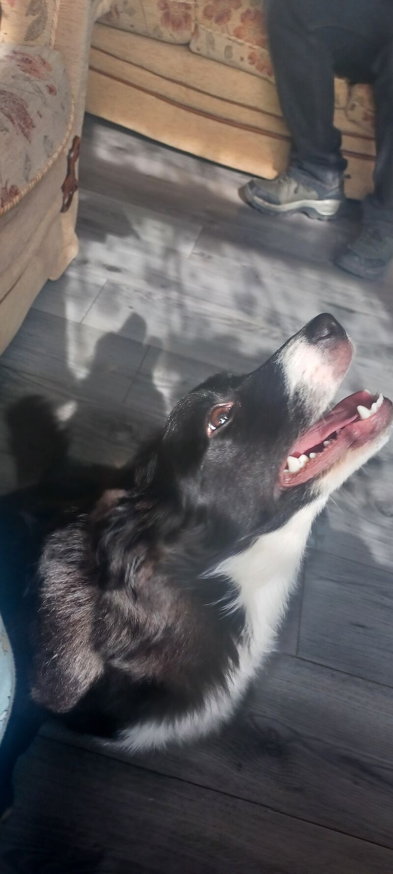 Border Collie for sale in Darlaston, West Midlands - Image 4