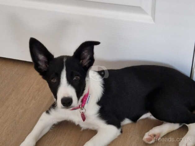 Border Collie 7mths for sale in Edinburgh, City of Edinburgh - Image 1