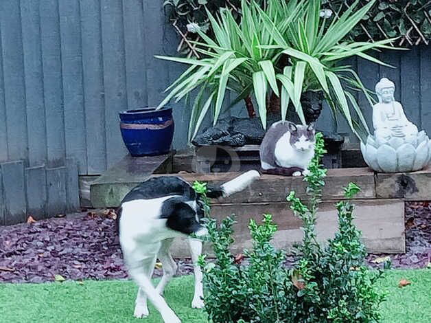 Border Collie 8 Months Old for sale in Norwich, Norfolk