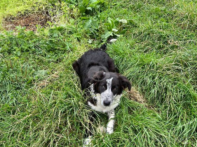 Border Collie 8 months old for sale in Richmond, Richmond upon Thames, Greater London