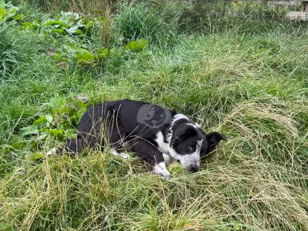 Border Collie 8 months old for sale in Richmond, Richmond upon Thames, Greater London - Image 2