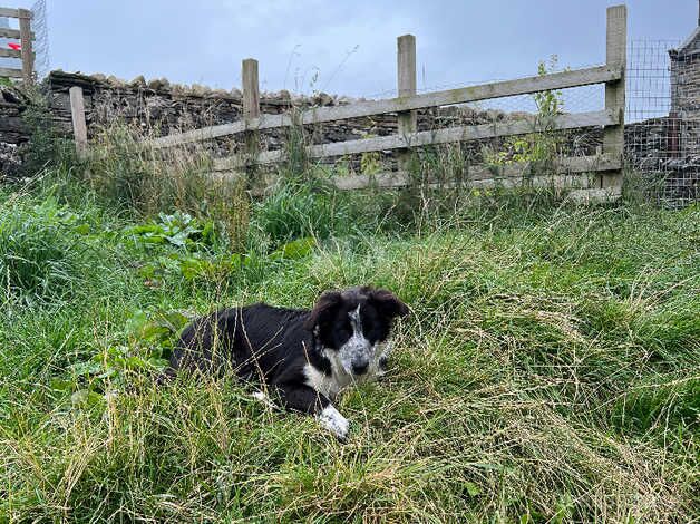 Border Collie 8 months old for sale in Richmond, Richmond upon Thames, Greater London - Image 3