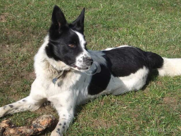 Border Collie At Stud for sale in Llanwrda, Carmarthenshire