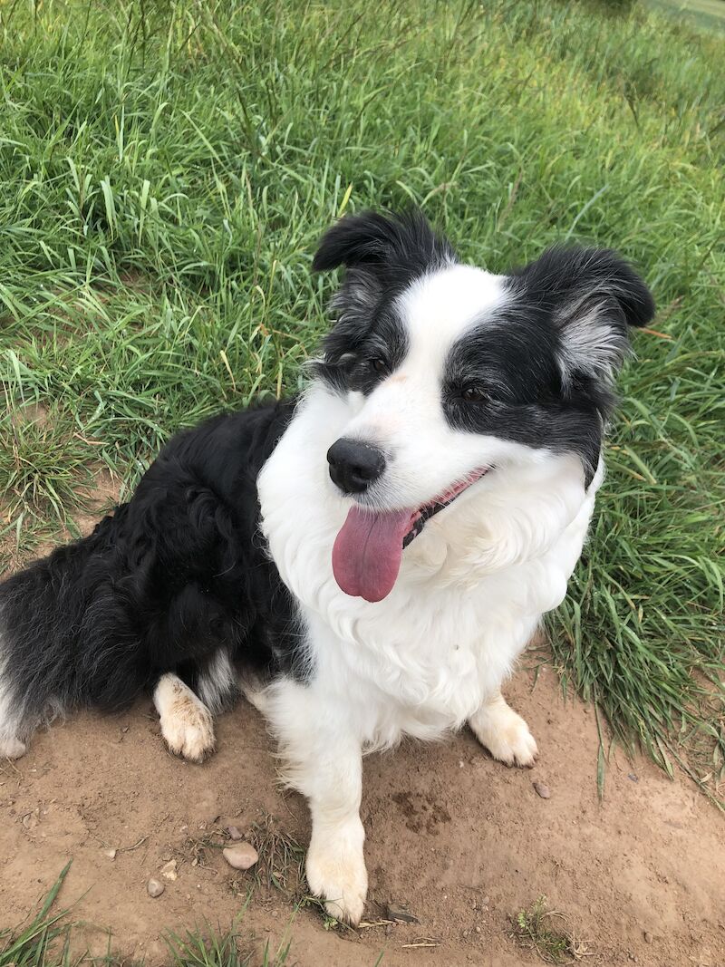 Border collie Bitch 7 years old for sale in Nottinghamshire 