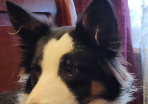 Border Collie Bitch for sale in Durham, County Durham