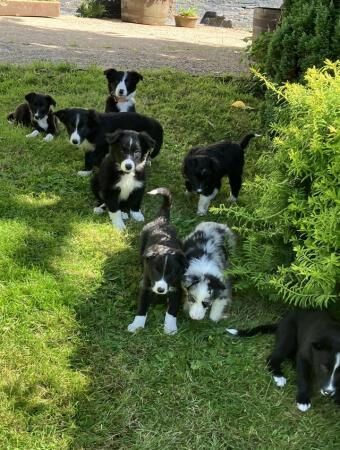 Border Collie / Blue Merle Long Coated Puppies for sale in Knighton/Tref-y-Clawdd, Powys - Image 1