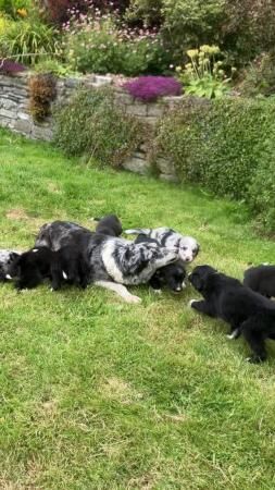 Border Collie / Blue Merle Long Coated Puppies for sale in Knighton/Tref-y-Clawdd, Powys - Image 2