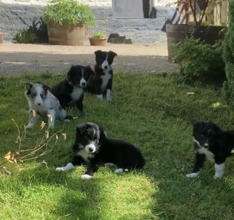 Border Collie / Blue Merle Long Coated Puppies for sale in Knighton/Tref-y-Clawdd, Powys - Image 3