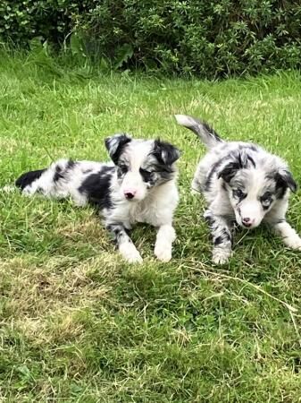 Border Collie / Blue Merle Long Coated Puppies for sale in Knighton/Tref-y-Clawdd, Powys - Image 4