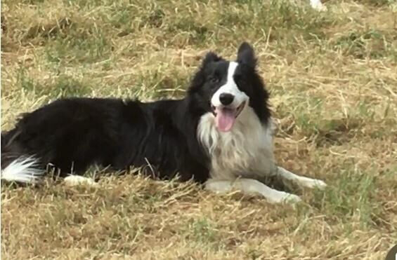 Border Collie / Blue Merle Long Coated Puppies for sale in Knighton/Tref-y-Clawdd, Powys - Image 5